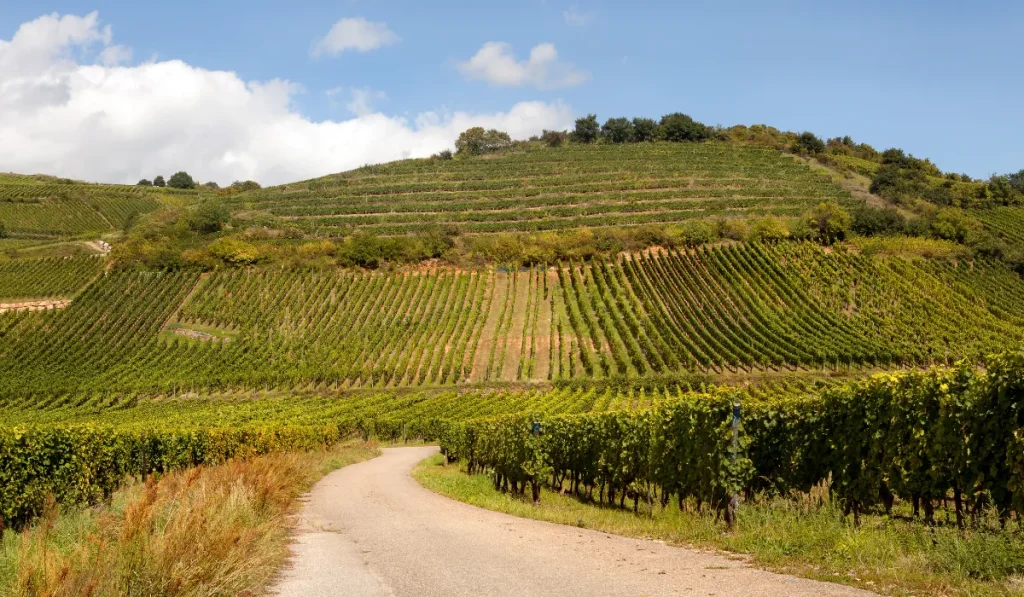 Avocat pour la transmission ou la vente de domaines agricoles ou viticoles (1)